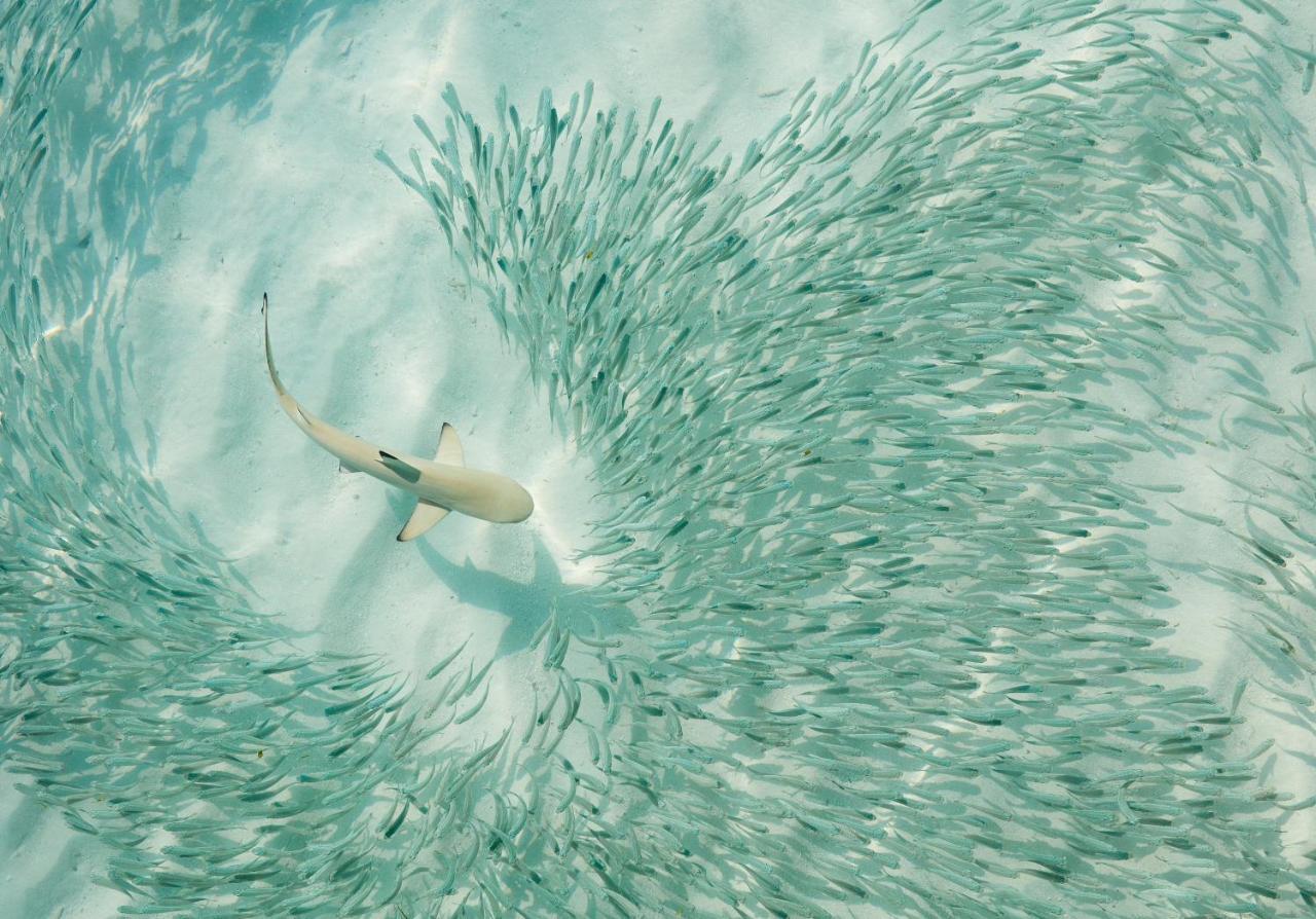 Sun Siyam Iru Fushi With Free Transfer Hotel Iru Fushi Island Exterior foto